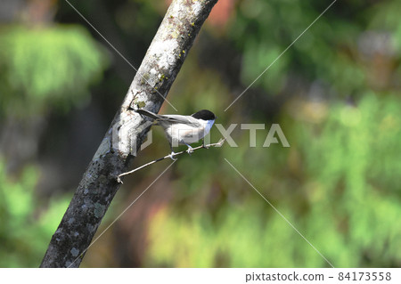 Willow tit Nojiri Kogen University village wild bird 84173558