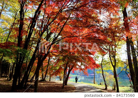 A wonderful maple landscape that adds color to the walking path 84173560