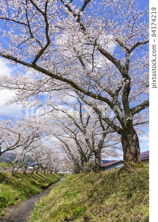 宮城縣的小溫泉川渡溫泉的櫻花 宮城縣的小溫泉川渡溫泉的櫻花 84174219