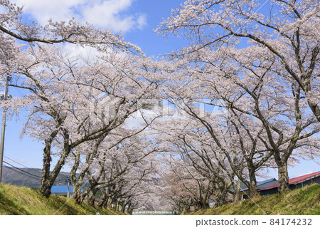 宮城縣的小溫泉川渡溫泉的櫻花 宮城縣的小溫泉川渡溫泉的櫻花 84174232