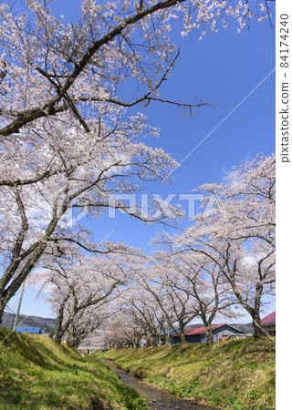 宮城縣的小溫泉川渡溫泉的櫻花 宮城縣的小溫泉川渡溫泉的櫻花 84174240