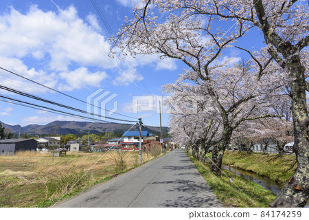 宮城縣的小溫泉川渡溫泉的櫻花 宮城縣的小溫泉川渡溫泉的櫻花 84174259