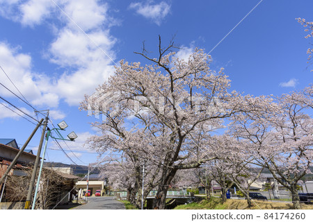 宮城縣的小溫泉川渡溫泉的櫻花 宮城縣的小溫泉川渡溫泉的櫻花 84174260