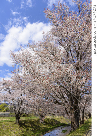 宮城縣的小溫泉川渡溫泉的櫻花 84174272