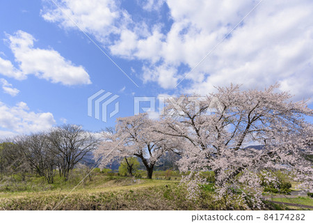 宮城縣的小溫泉川渡溫泉的櫻花 宮城縣的小溫泉川渡溫泉的櫻花 84174282