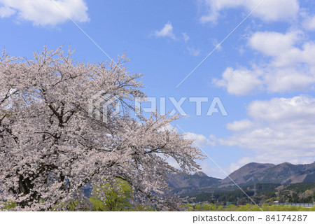 宮城縣的小溫泉川渡溫泉的櫻花 宮城縣的小溫泉川渡溫泉的櫻花 84174287