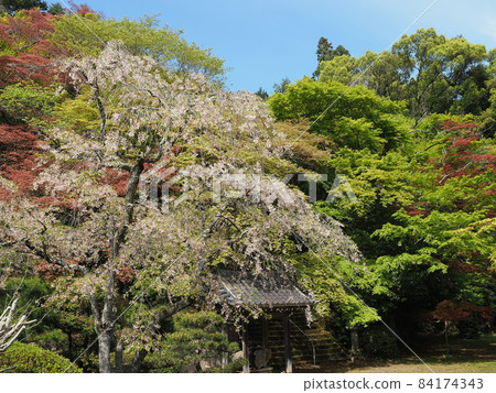 京都樂齋金藏寺的春天 84174343