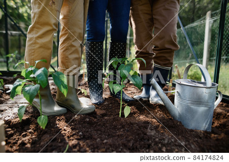 Low section of group of senior women gardeners in rainboots standing in greenhouse. 84174824