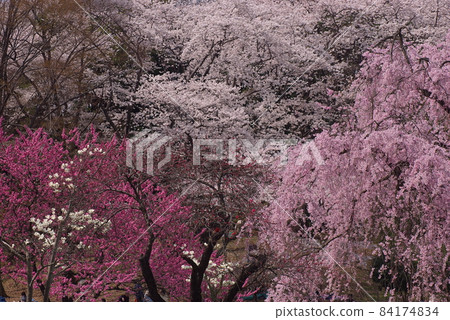 春天的到來 櫻花白木蓮 冷猩紅的櫻花 84174834