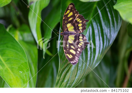 Malachite Butterfly (Metamorpha stelenes) with open wings. 84175102