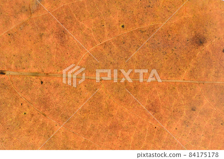 落葉樹秋葉和葉脈，Lindera glauca 84175178
