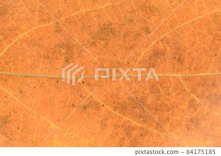 落葉樹秋葉和葉脈，Lindera glauca 84175185