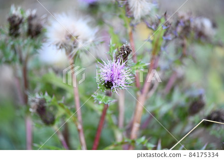 Cirsium maritimum Cirsium maritimum 84175334