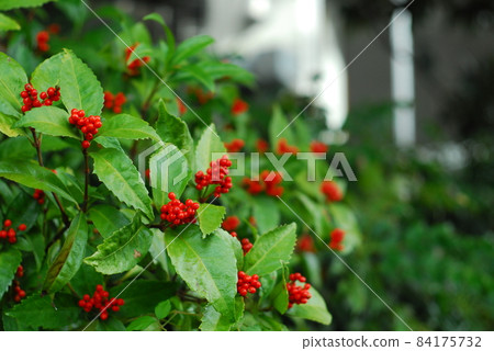 紅色水果 84175732