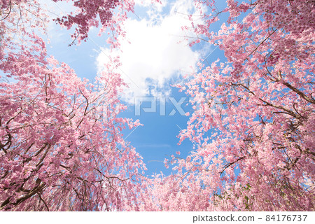 [Nara Prefecture] April, weeping cherry blossoms in full bloom with the blue sky 84176737