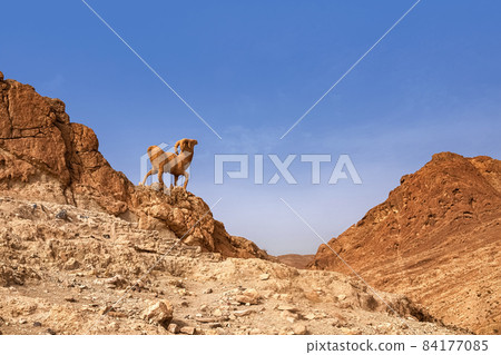Mountain oasis Chebik, Sahara Desert, mountain peak in the desert with a sculpture of a mountain goat. Mountain oasis Chebik, Sahara Desert, mountain peak in the desert with a sculpture of a mountain goat. 84177085