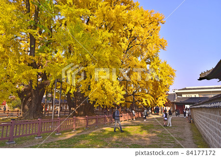 成均館秋天的銀杏樹 成均館秋天的銀杏樹 84177172
