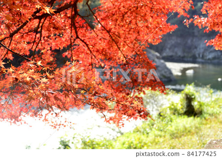 Autumn leaves of maple Autumn leaves of maple 84177425