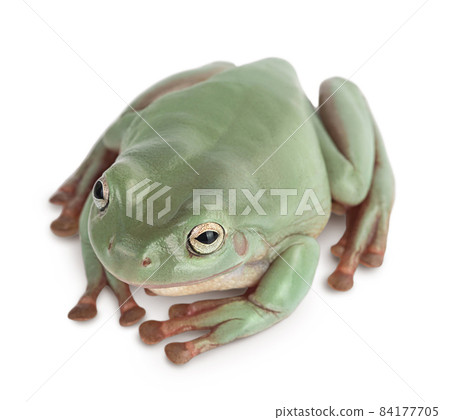 The Australian green tree frog isolated on white background with clipping path and full depth of field The Australian green tree frog isolated on white background with clipping path and full depth of field 84177705