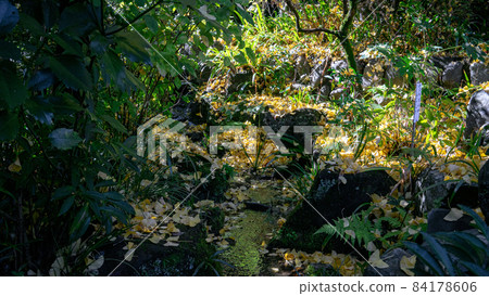 秋天的銀杏和溪流 秋天的銀杏和溪流 84178606