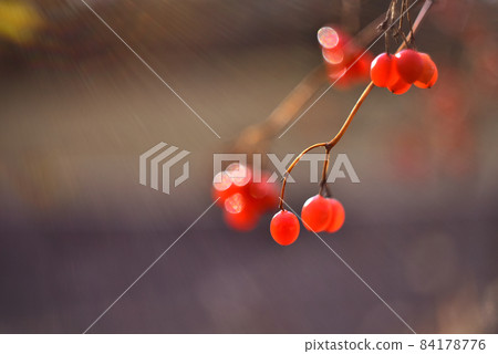 秋天的白糖樹果實 秋天的白糖樹果實 84178776