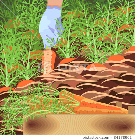 A hand in a glove pulls carrots out of the garden, a carrot bed, harvesting, autumn, root crops. 84178901