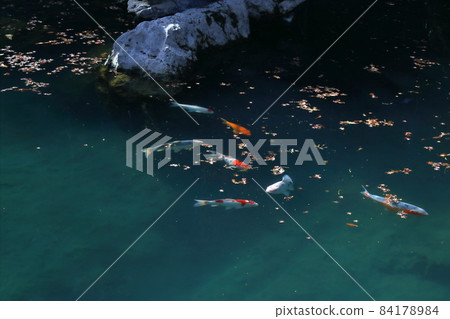 白龍湖優雅遊鯉魚秋(高知縣津野町) 白龍湖優雅遊鯉魚秋(高知縣津野町) 84178984