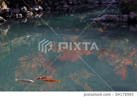 白龍湖秋葉狩獵錦鯉(高知縣津野町) 白龍湖秋葉狩獵錦鯉(高知縣津野町) 84178985