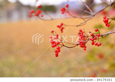 深秋白糖樹果實 深秋白糖樹果實 84179161