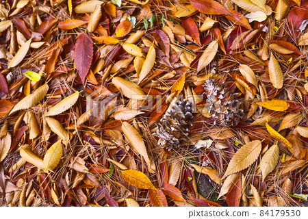 Fall leaves and fruits Fall leaves and fruits 84179530