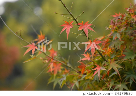 Yamadaike Park Yamadaike Park 84179683
