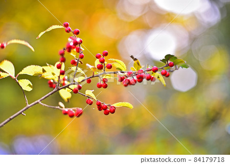 small red berries in late autumn 84179718