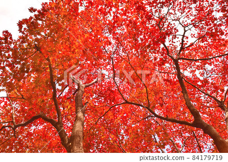 Bright red autumn maple tree 84179719