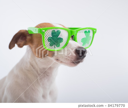 Portrait of a dog jack russell terrier in funny glasses on a white background. Saint patricks day holiday concept Portrait of a dog jack russell terrier in funny glasses on a white background. Saint patricks day holiday concept 84179770