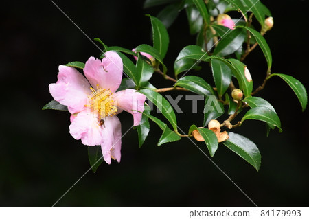 Yamadaike Park 84179993