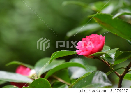 Yamadaike Park 84179997
