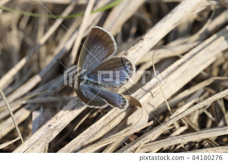 Pale grass blue butterfly perching on dead grass in the autumn field Pale grass blue butterfly perching on dead grass in the autumn field 84180276