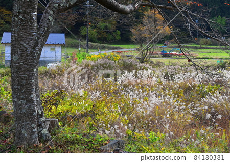 Village with Japanese pampas grass 《Doshimura》 84180381