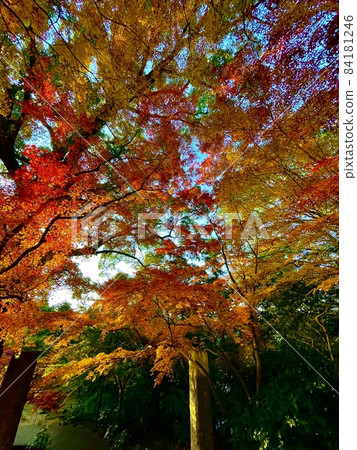 Autumn Maple Festival, Kamado Shrine (Dazaifu / Fukuoka) 84181246