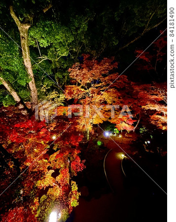 秋天的楓葉節/燈火通明的火門神社（太宰府/福岡） 84181490