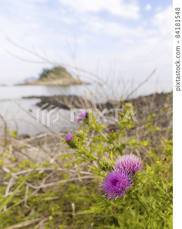 Thistle (薊) Nagasaki Prefecture, Fukue Island / thistle 84181548