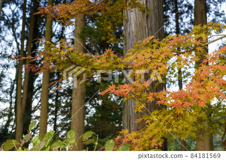 Chiba Prefecture Shotoyama Nihonji Temple Autumn Leaves Chiba Prefecture Shotoyama Nihonji Temple Autumn Leaves 84181569
