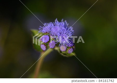 Ageratum, a flower that blooms in Sakura Furusato Square Ageratum, a flower that blooms in Sakura Furusato Square 84181742