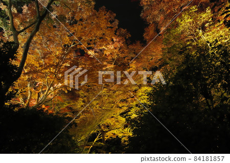 琉璃光院 2021 年秋季夜間特別參觀：燈火通明的紅葉覆蓋入口 84181857