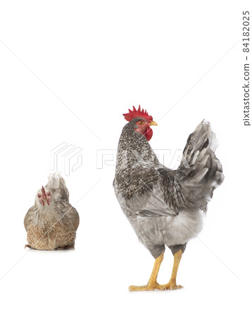 Gray rooster and hen isolated on white background. 84182025