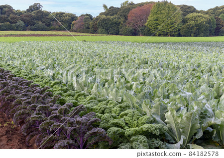 Autumn in Satoyama Vegetable field 84182578