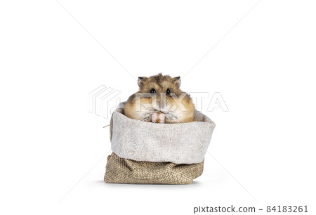 Hamster on white background Hamster on white background 84183261
