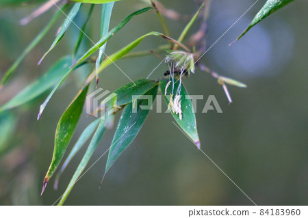 Flowering bamboo flowers (light bamboo) Flowering bamboo flowers (light bamboo) 84183960