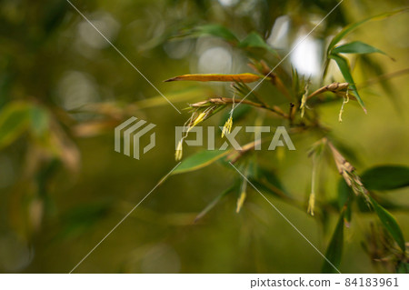 Flowering bamboo flowers (light bamboo) 84183961