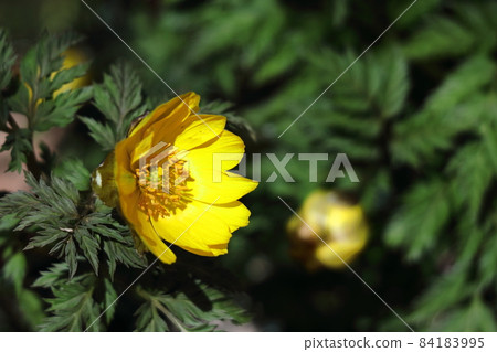 帶來幸福的花朵 84183995